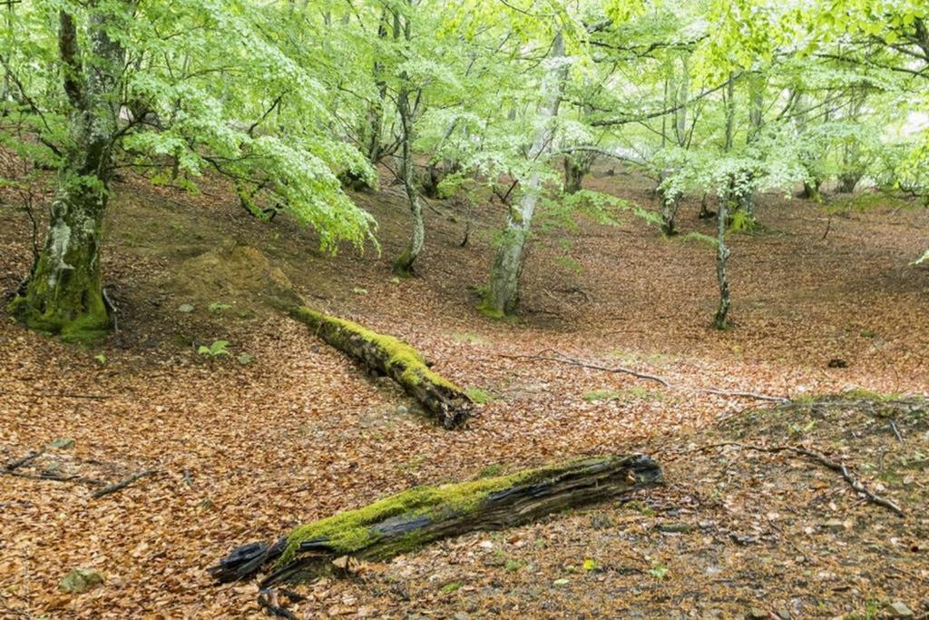 Los Molinos - Atico En Montana De Asturias Felechosa Exteriör bild