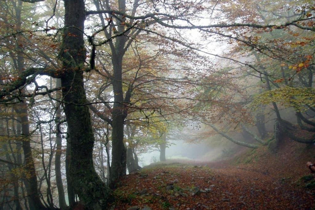 Los Molinos - Atico En Montana De Asturias Felechosa Exteriör bild