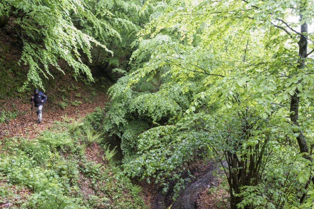 Los Molinos - Atico En Montana De Asturias Felechosa Exteriör bild